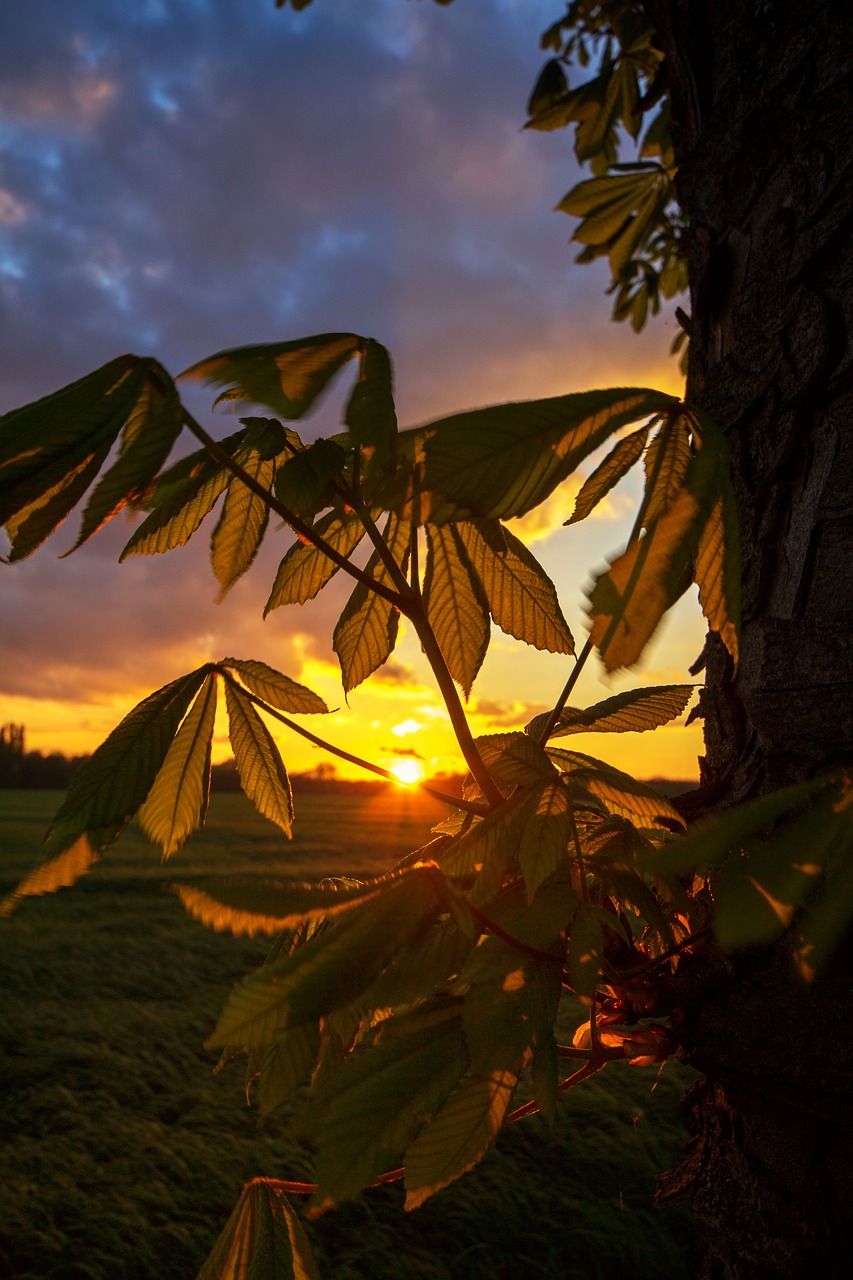 Image - gelsenkirchen resser mark sunset