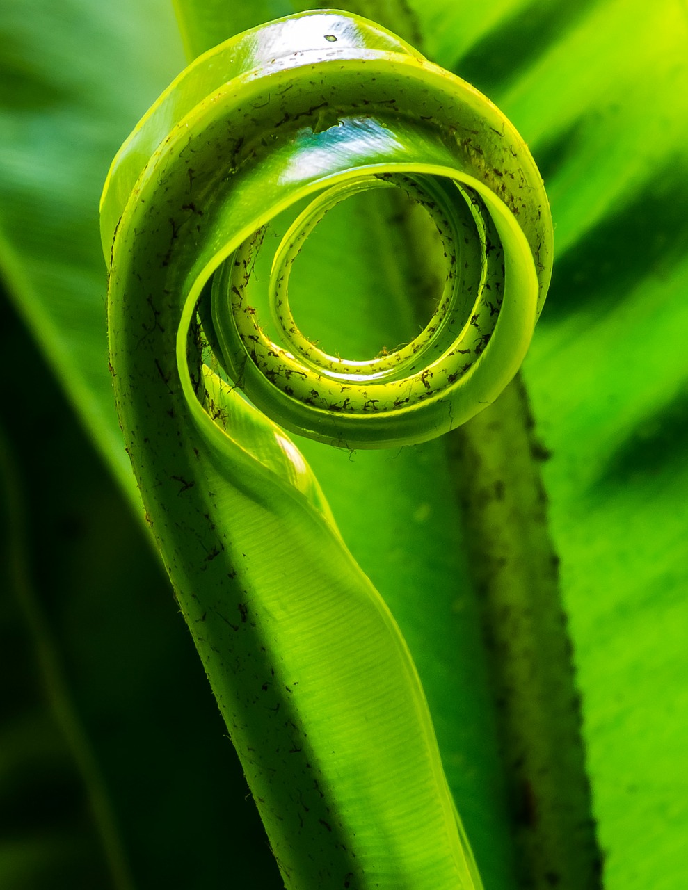 Image - fern leaf plant leaf fern green