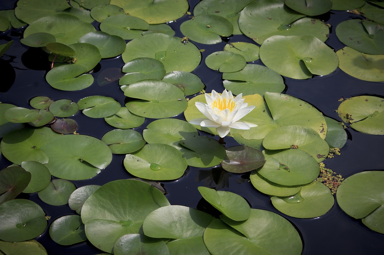 Image - water lily pond summer flower