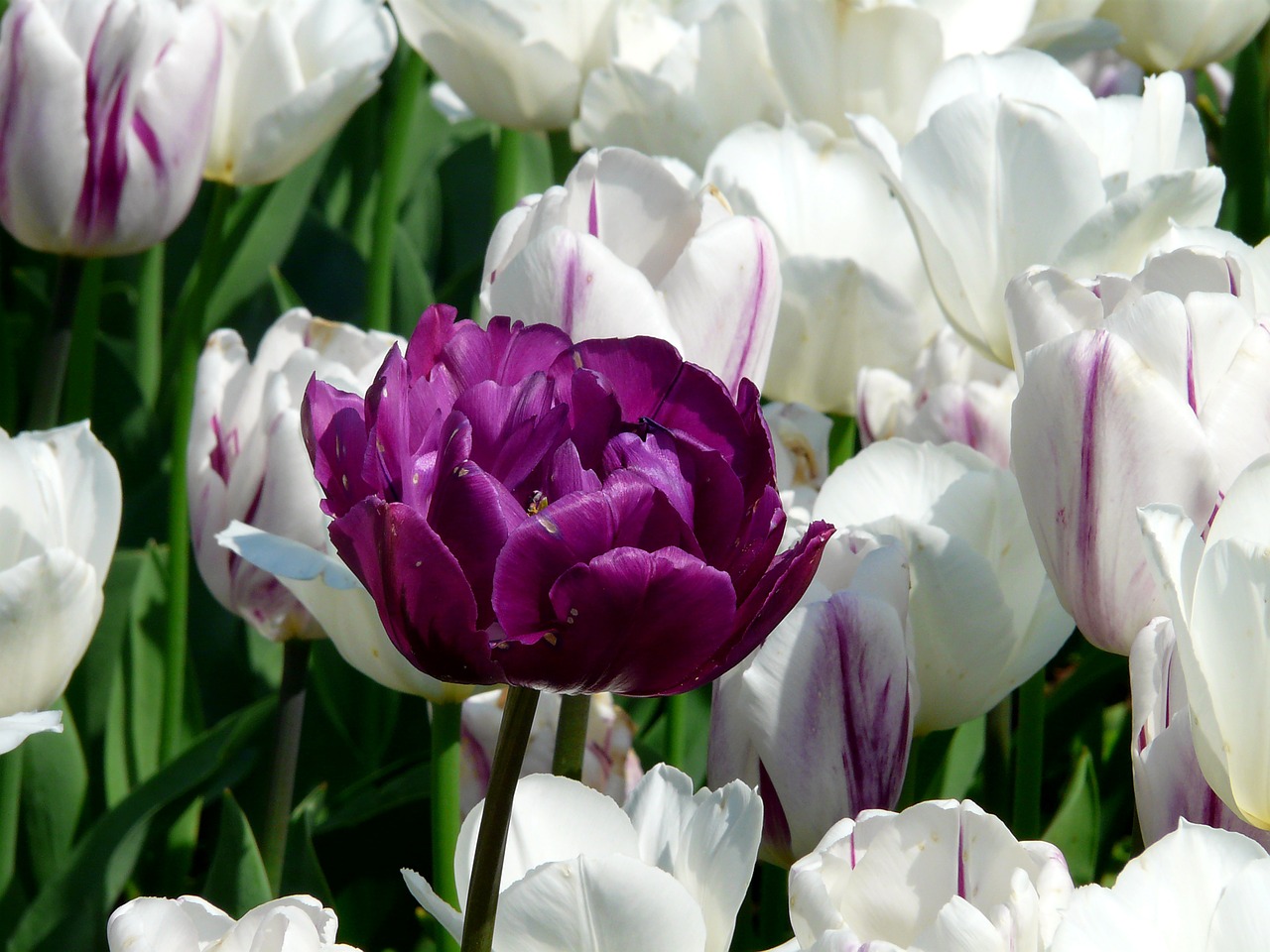 Image - spring tulip flowers blossom bloom