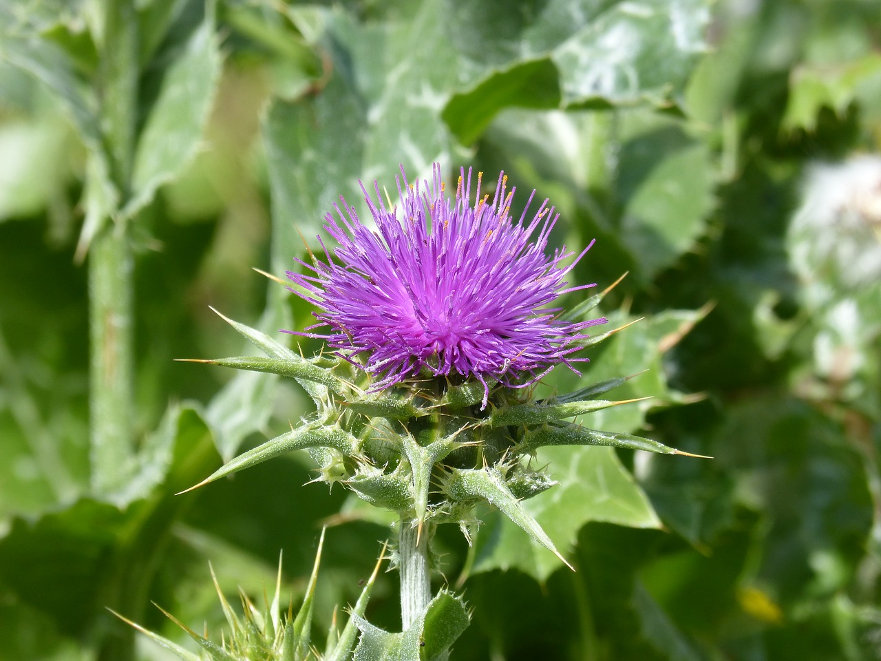 Image - thistle wild flower thorns thorny