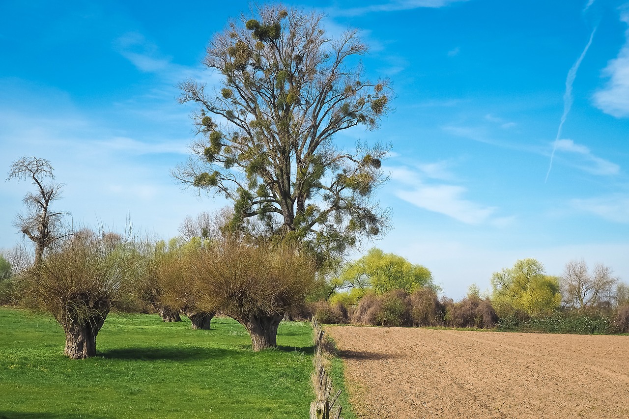 Image - landscape meadowlands trees