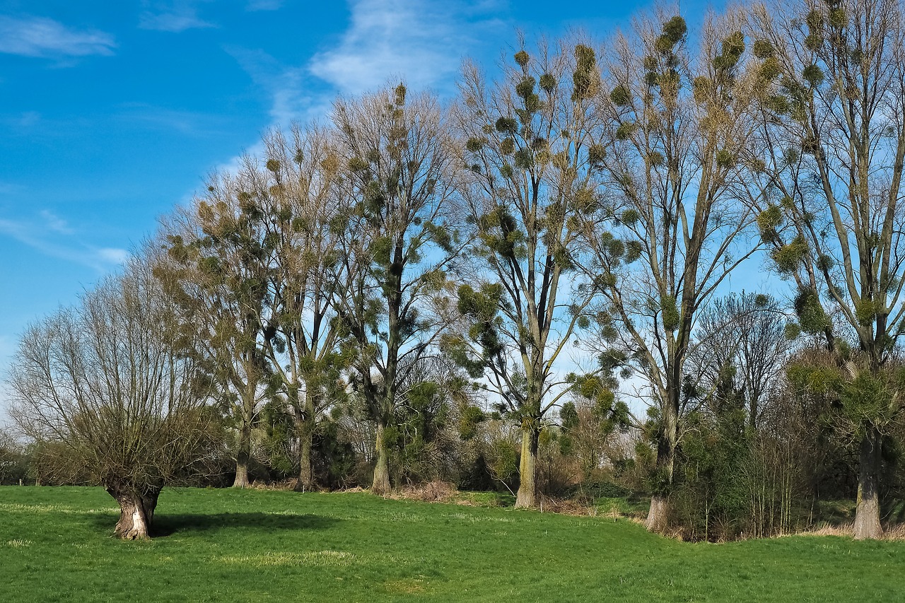 Image - landscape meadowlands trees