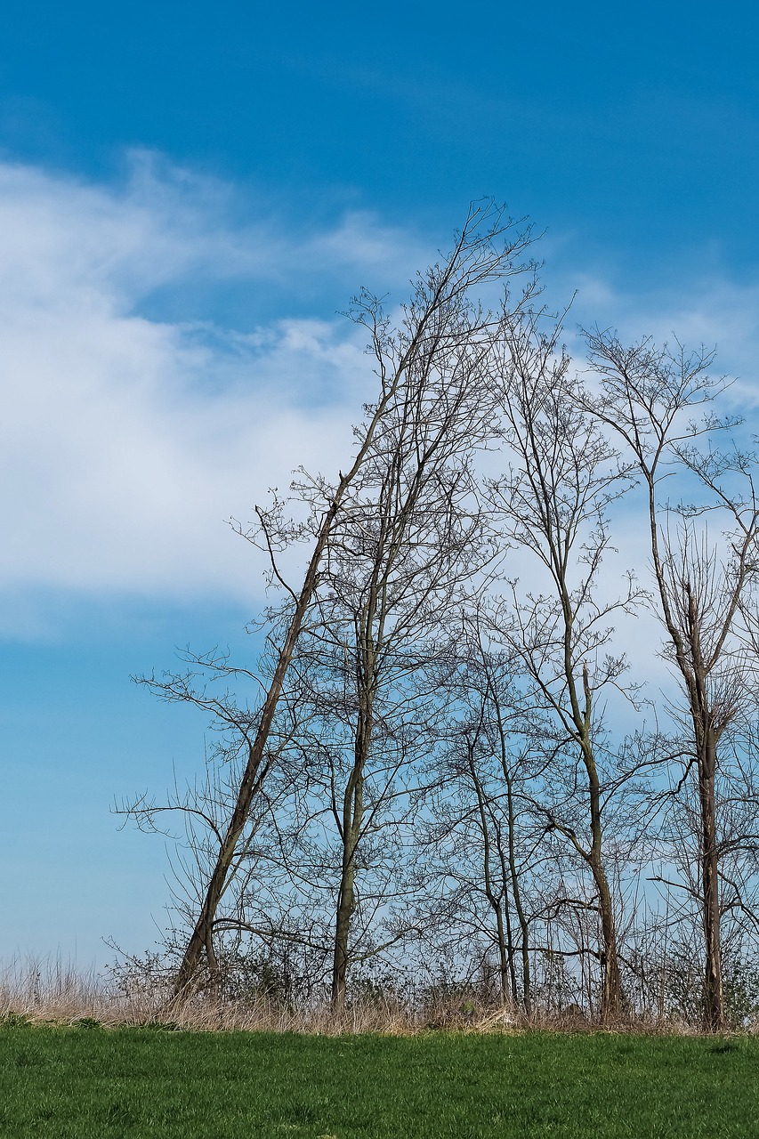 Image - landscape meadowlands trees