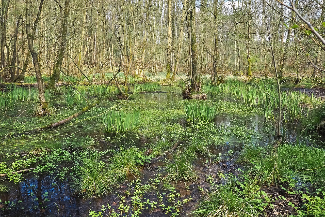 Image - landscape swamp marsh trees