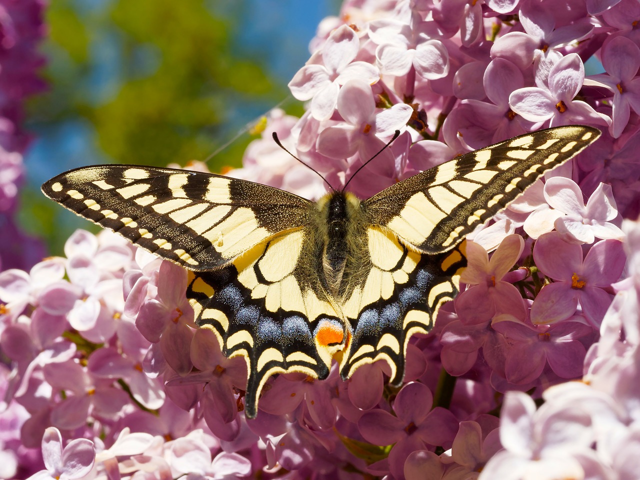 Image - swallowtail giant swallowtail