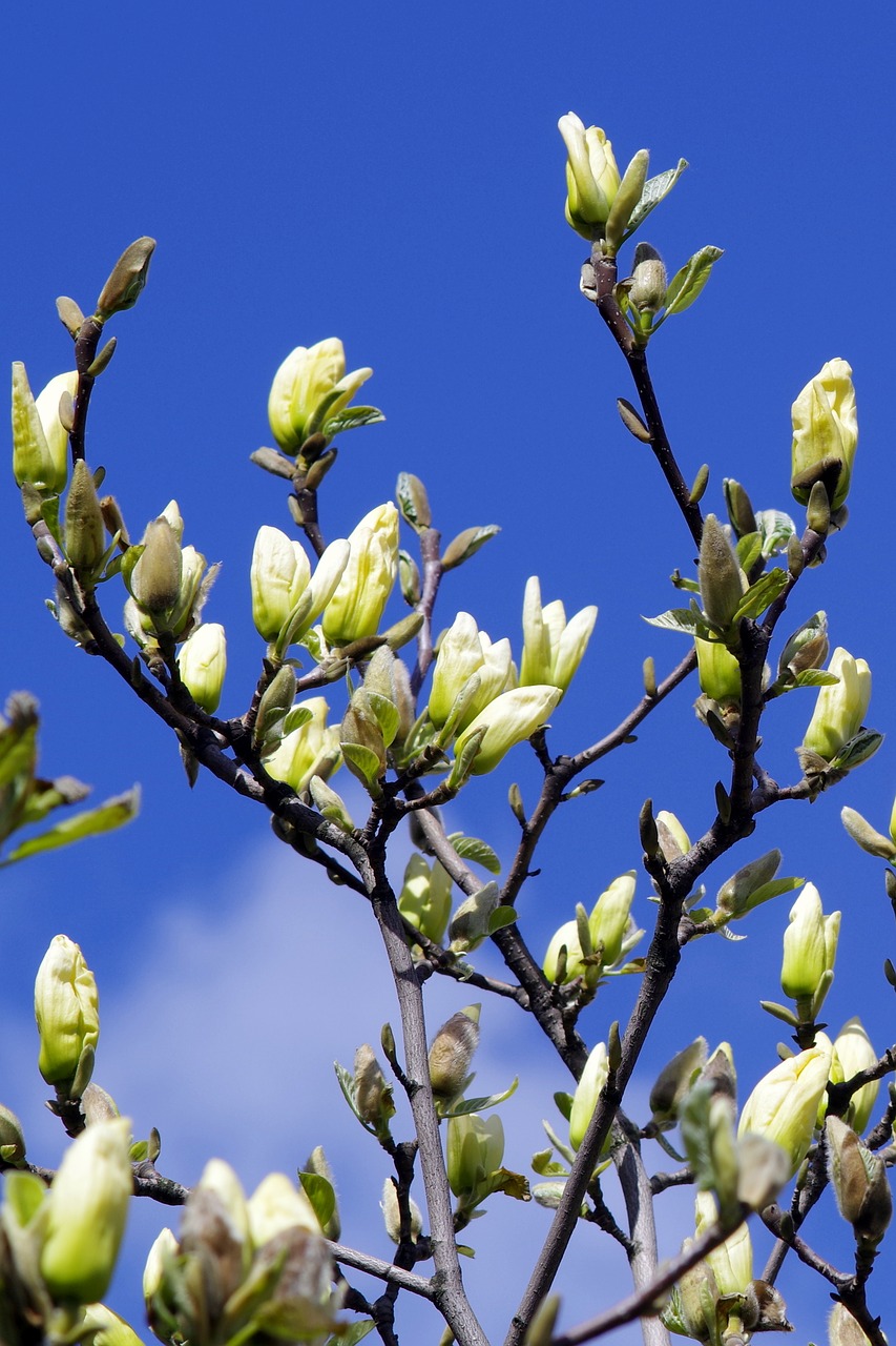 Image - magnolia the buds yellow twigs