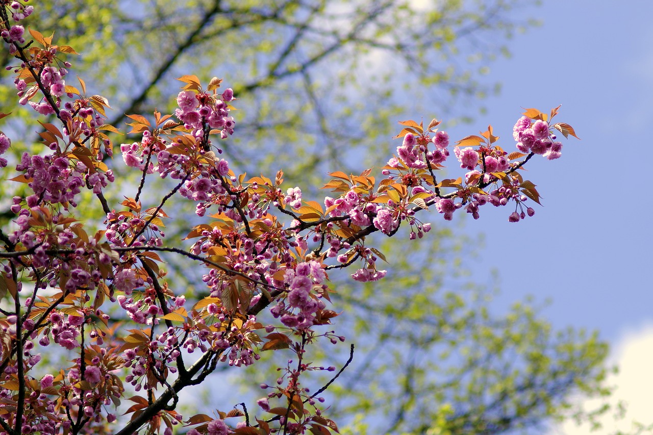 Image - almond flowers pink dashing plant