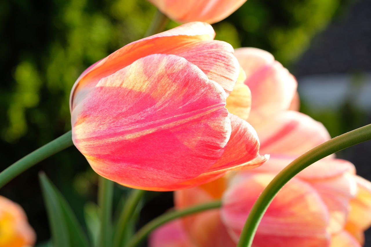 Image - tulip flower spring nature red