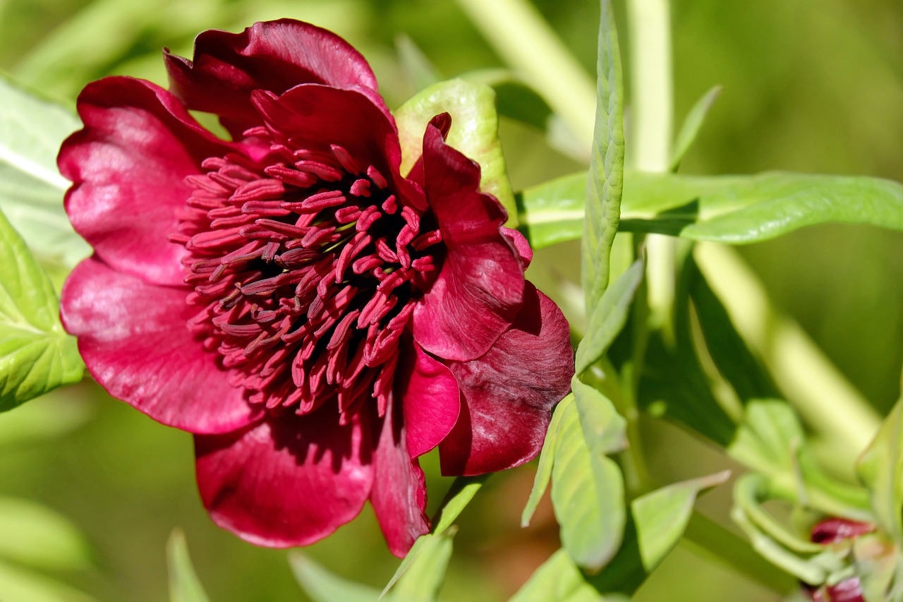 Image - peony herbaceous peony bush