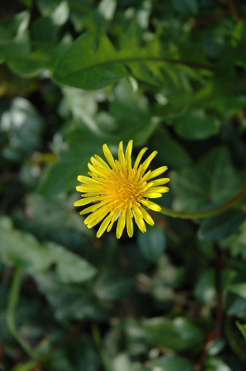 Image - dandelion flower garden spring