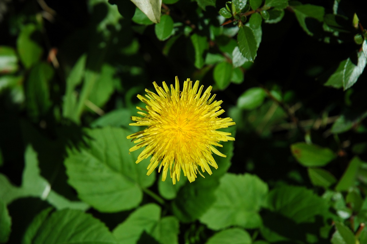 Image - dandelion flower garden spring
