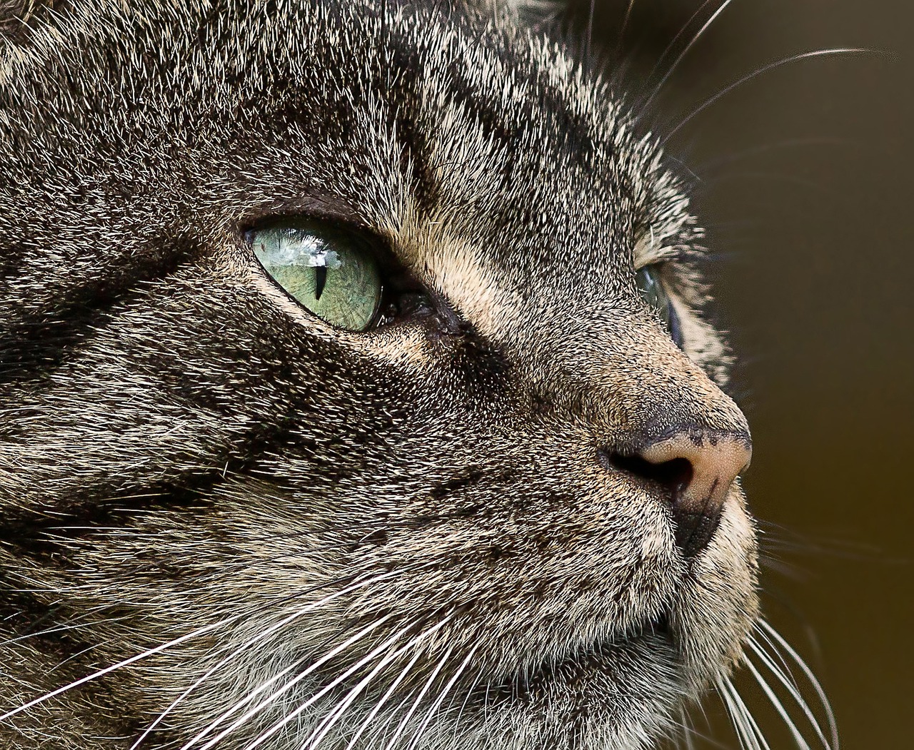 Image - cat tiger eye macro close fur