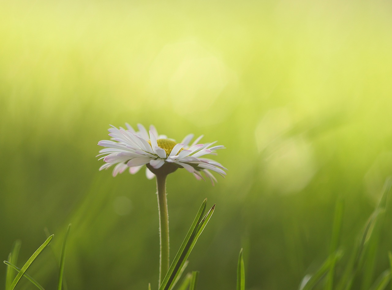 Image - daisy meadow flowers spring