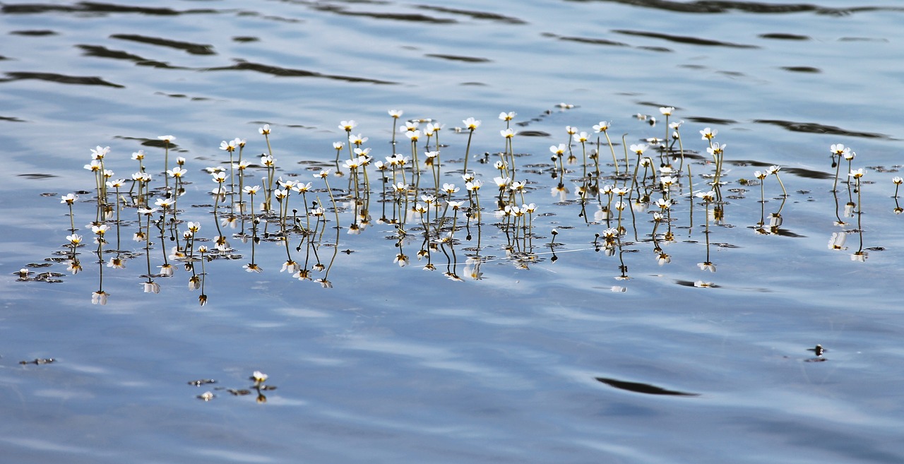 Image - water buttercup buttercup