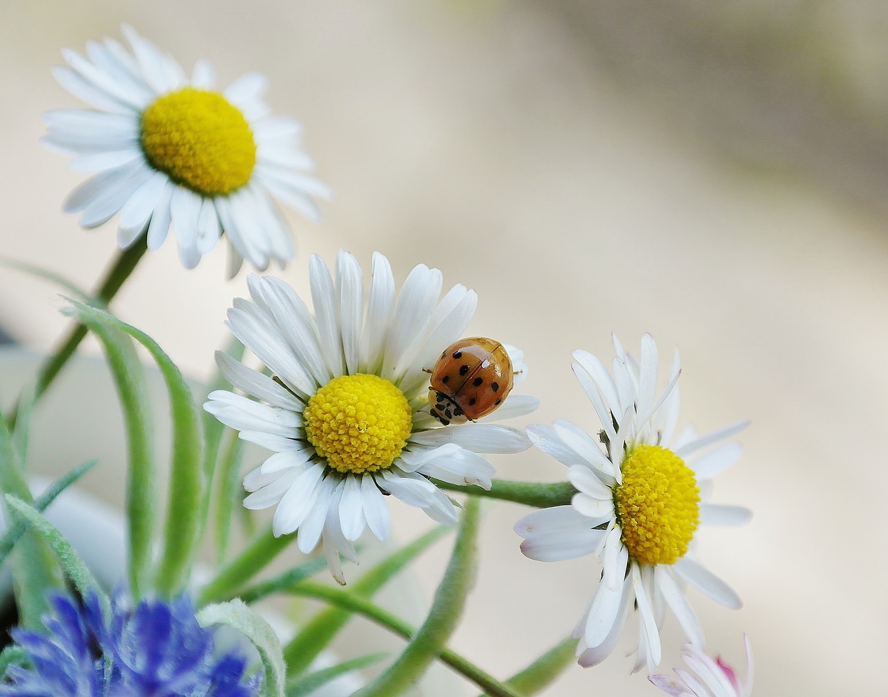 Image - daisy flower blossom bloom beetle