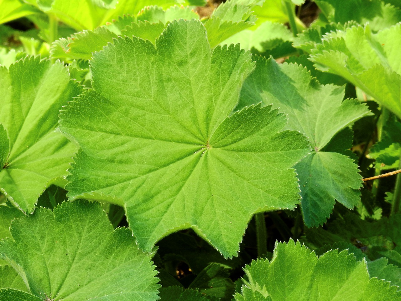 Image - alchemilla frauenmantel leaf plant