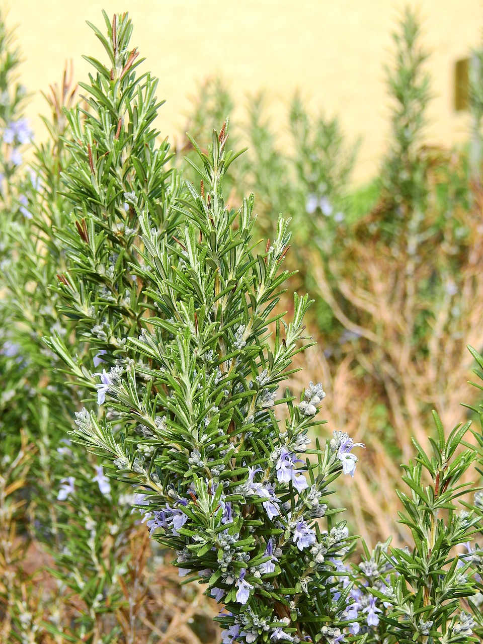 Image - rosemary spice plant herbs green