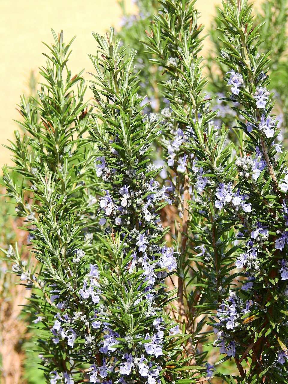 Image - rosemary spice plant herbs green