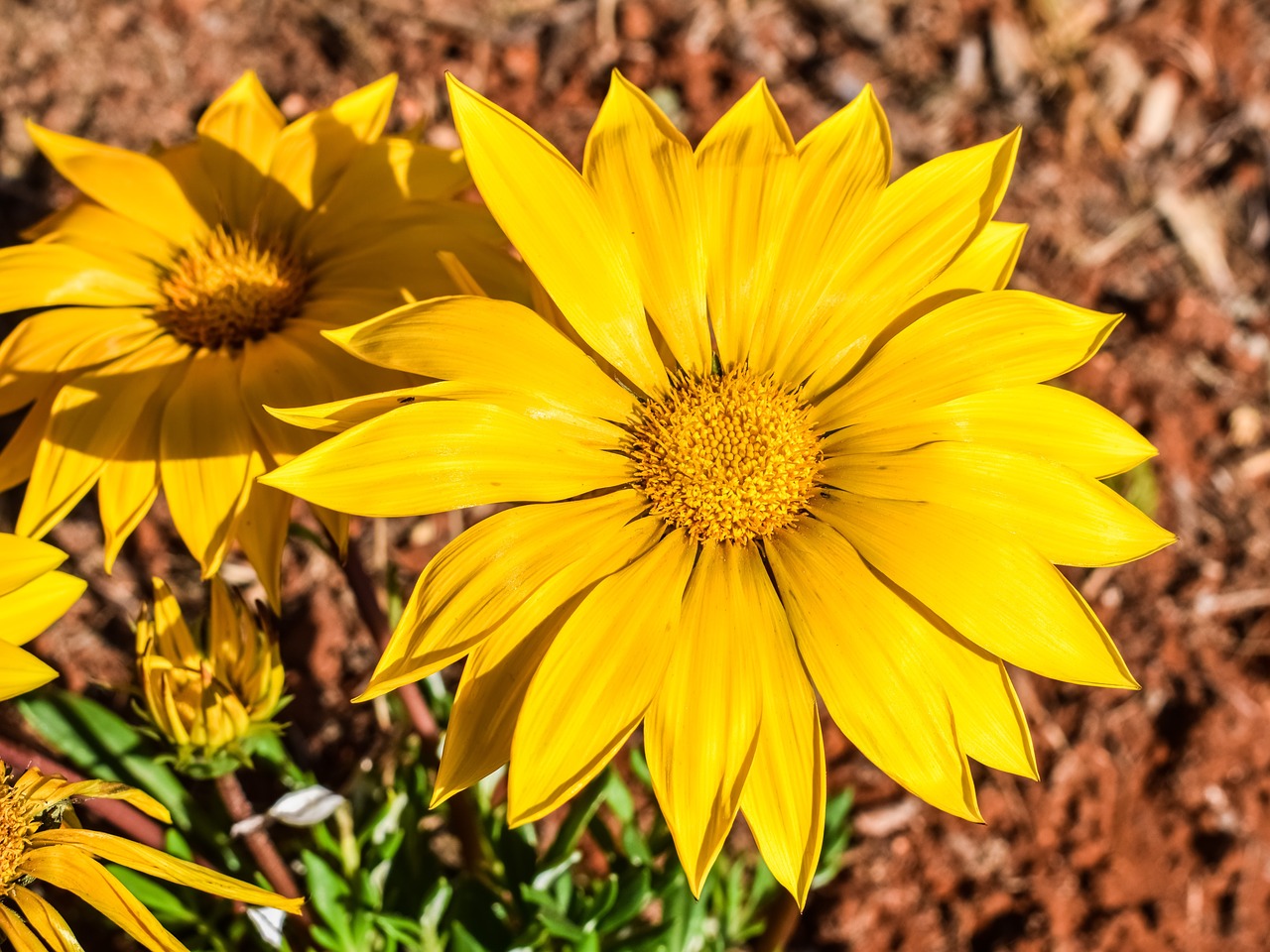 Image - gazania flower yellow nature plant