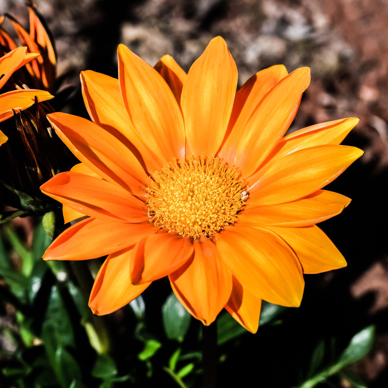 Image - gazania flower orange nature plant