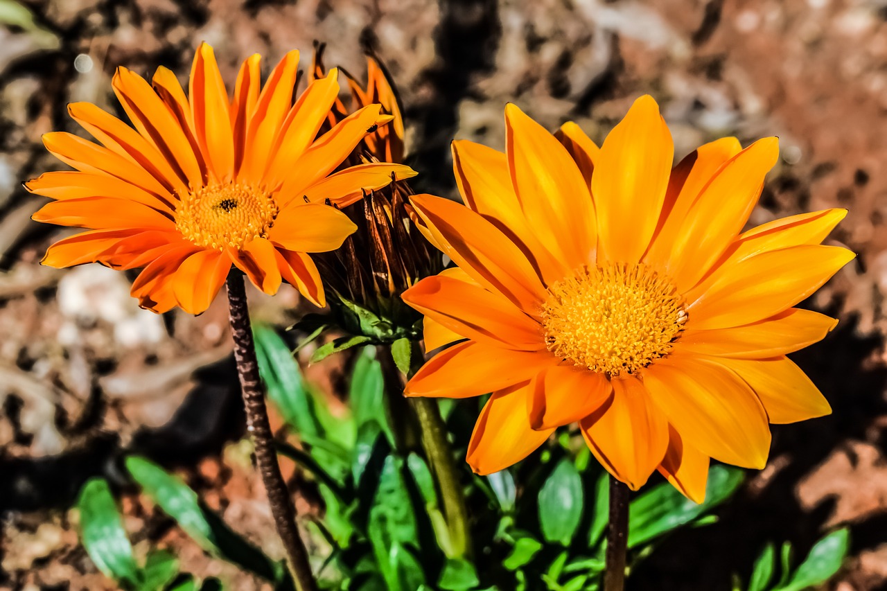 Image - gazania flower orange nature plant