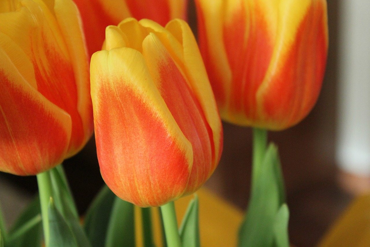 Image - tulips flowers earth day nature
