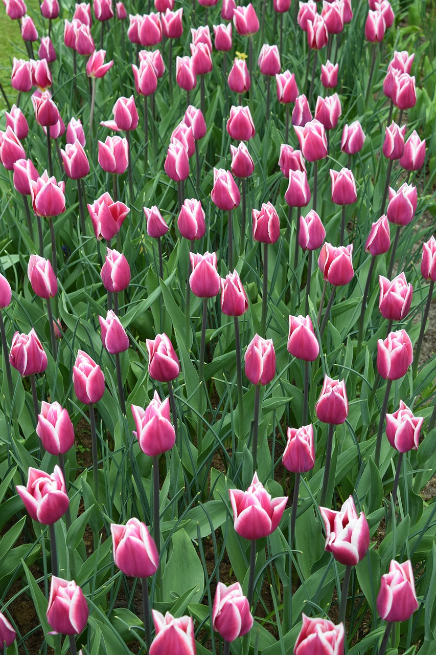 Image - tulips tulip keukenhof holland