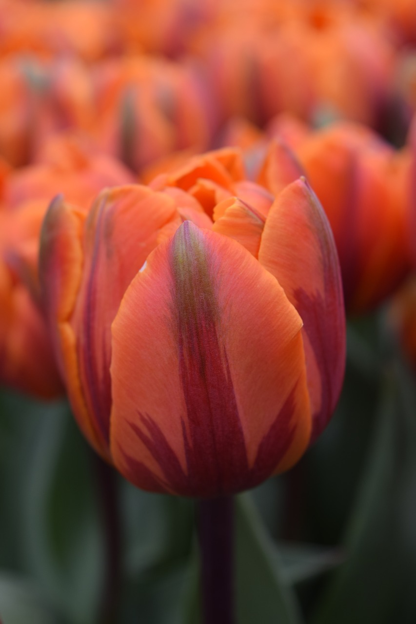 Image - tulip flower orange floral