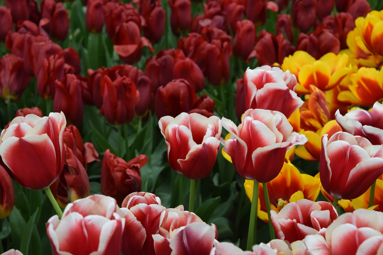 Image - tulip tulips red pink yellow