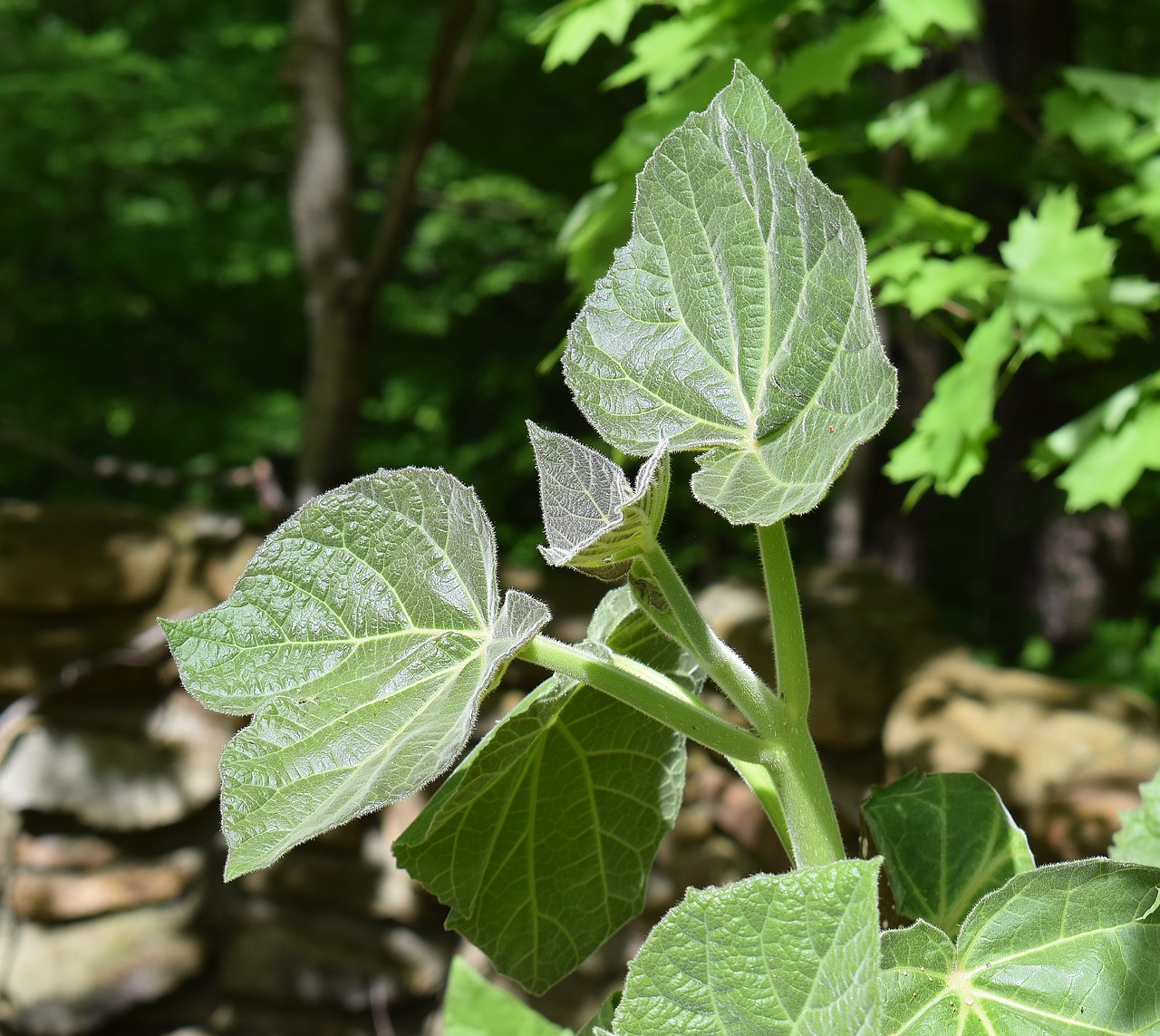 Image - new paulownia leaves princess tree