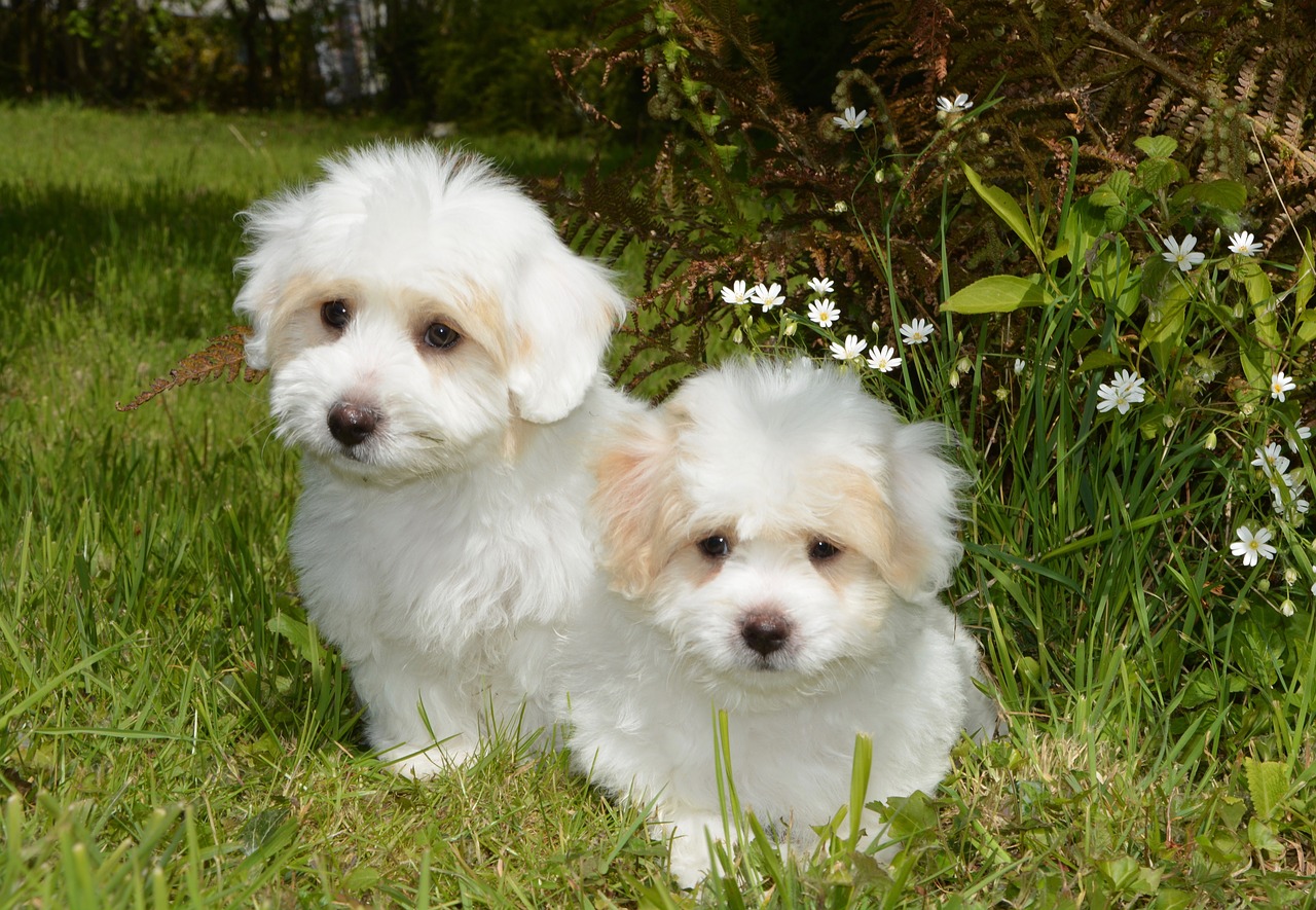 Image - puppies coton tulear dog animal