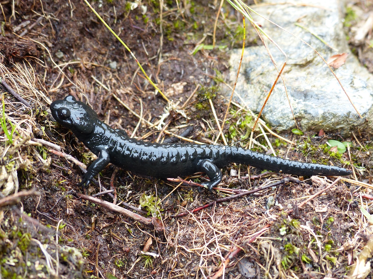 Image - alpine salamander amphibian