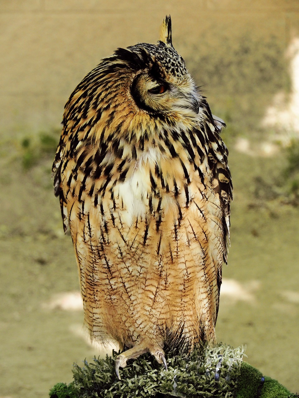 Image - buho ave owl bird of prey bird