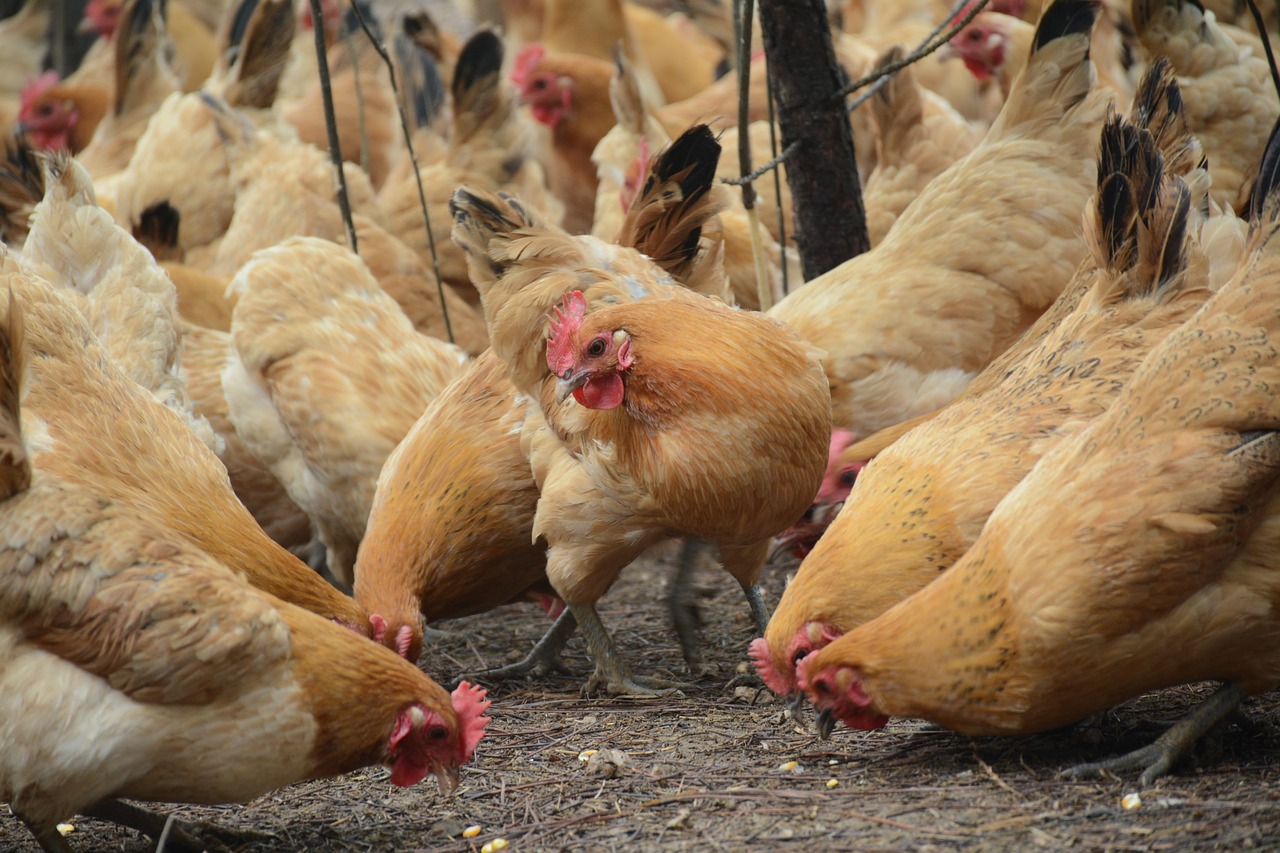 Image - chicken forest stocking