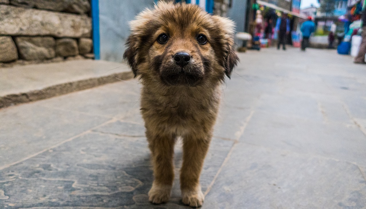 Image - cute puppy dog street dog canine