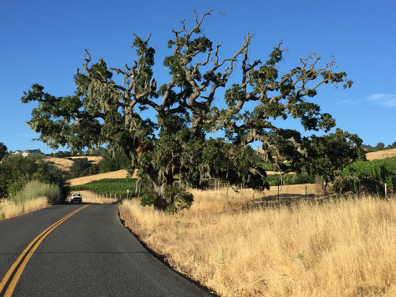 Image - tree sonoma california