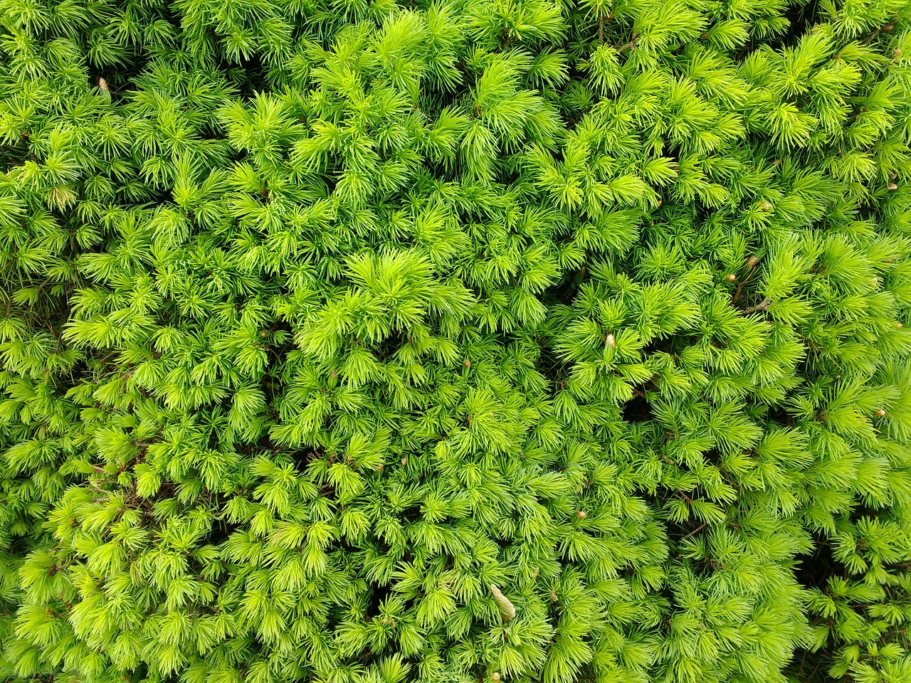 Image - needles conifer close up plant