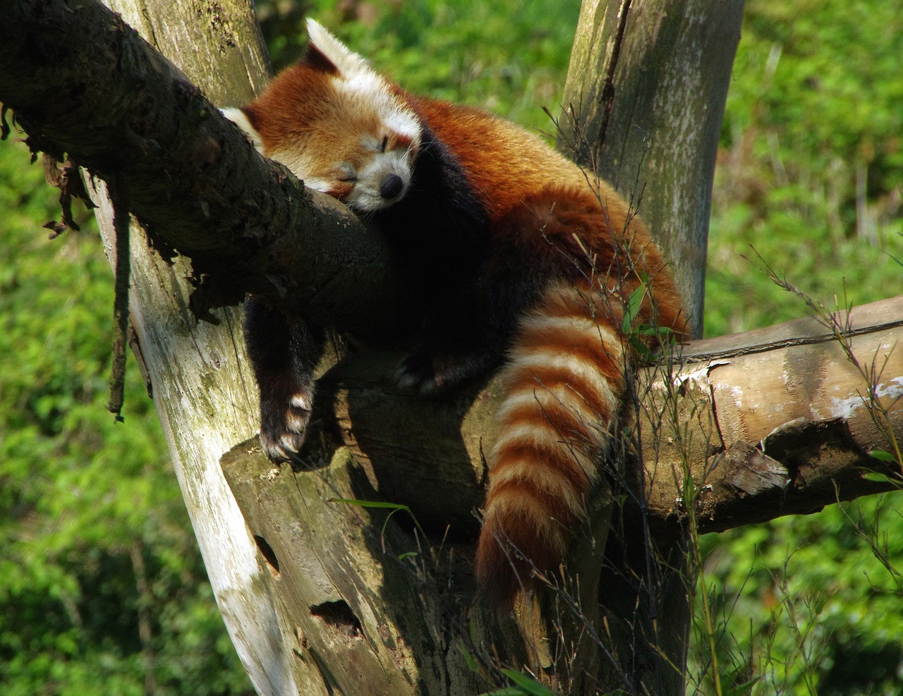 Image - panda roux zoo lille panda radiant