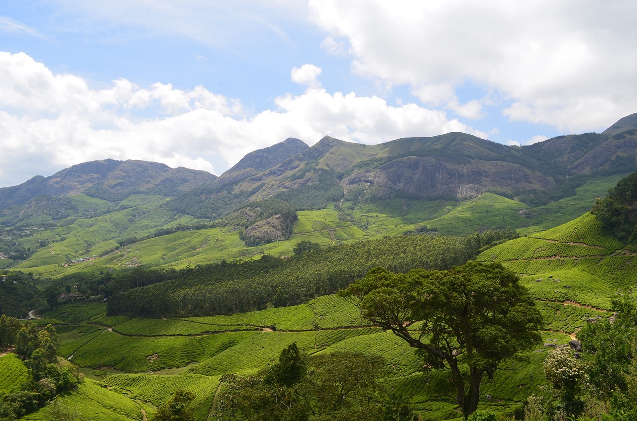 Image - munnar tea plantation kerala india
