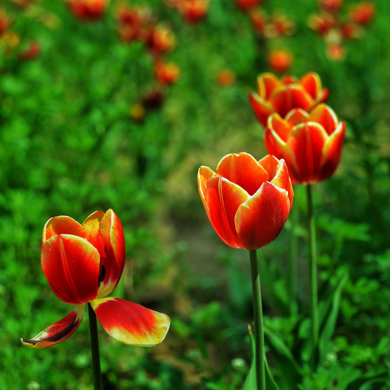 Image - red tulip discourse