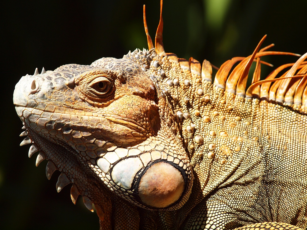 Image - iguana costa rica reptile