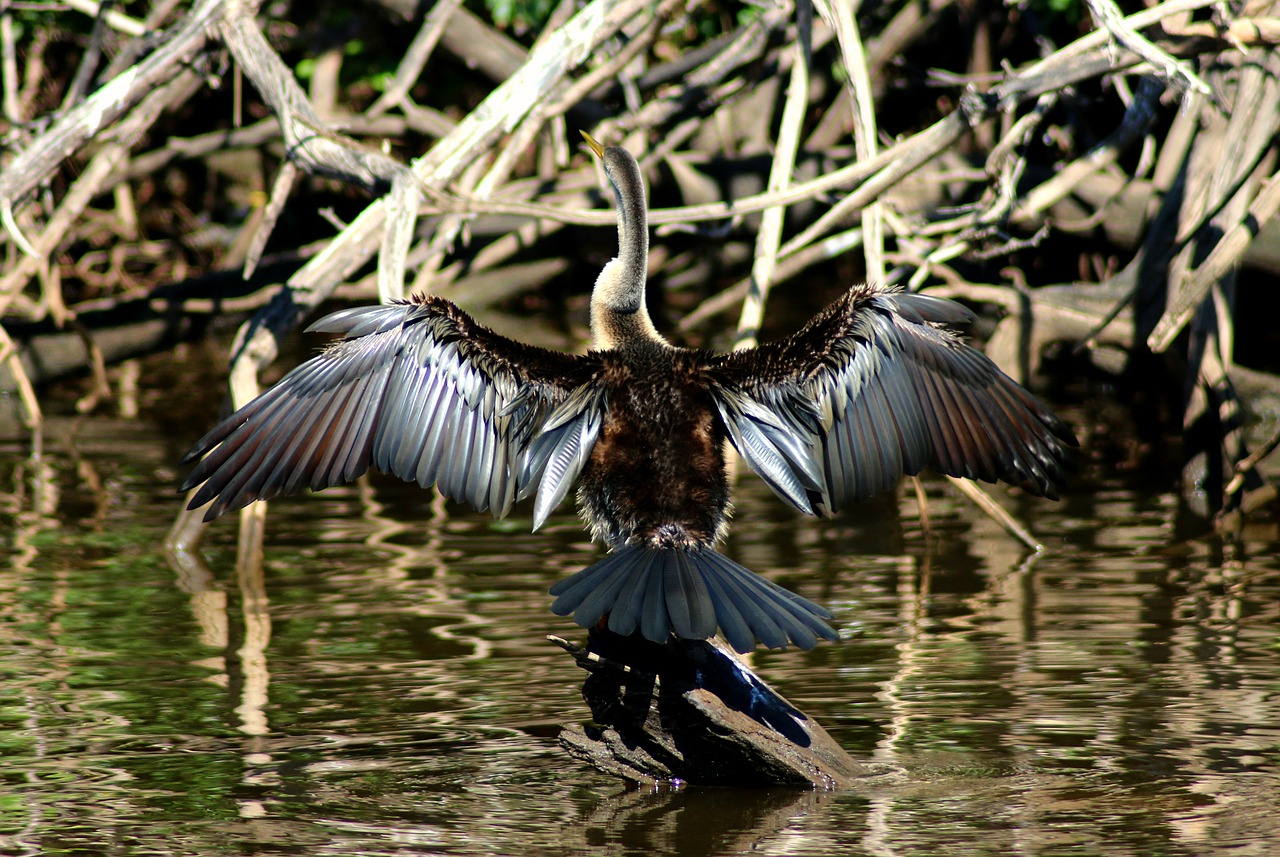 Image - bird feathers river water shag