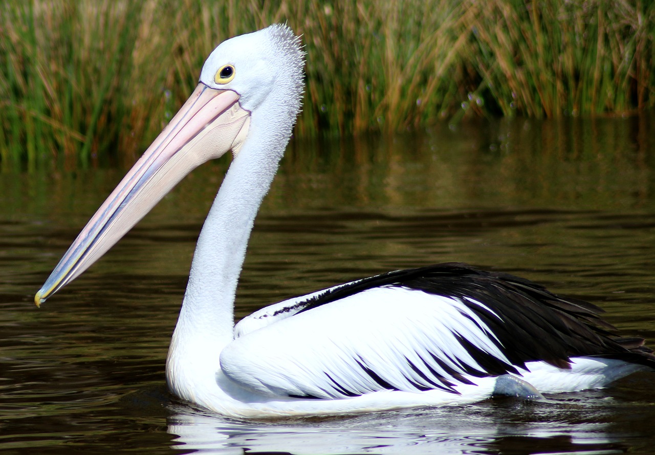 Image - bird feathers river water pelican