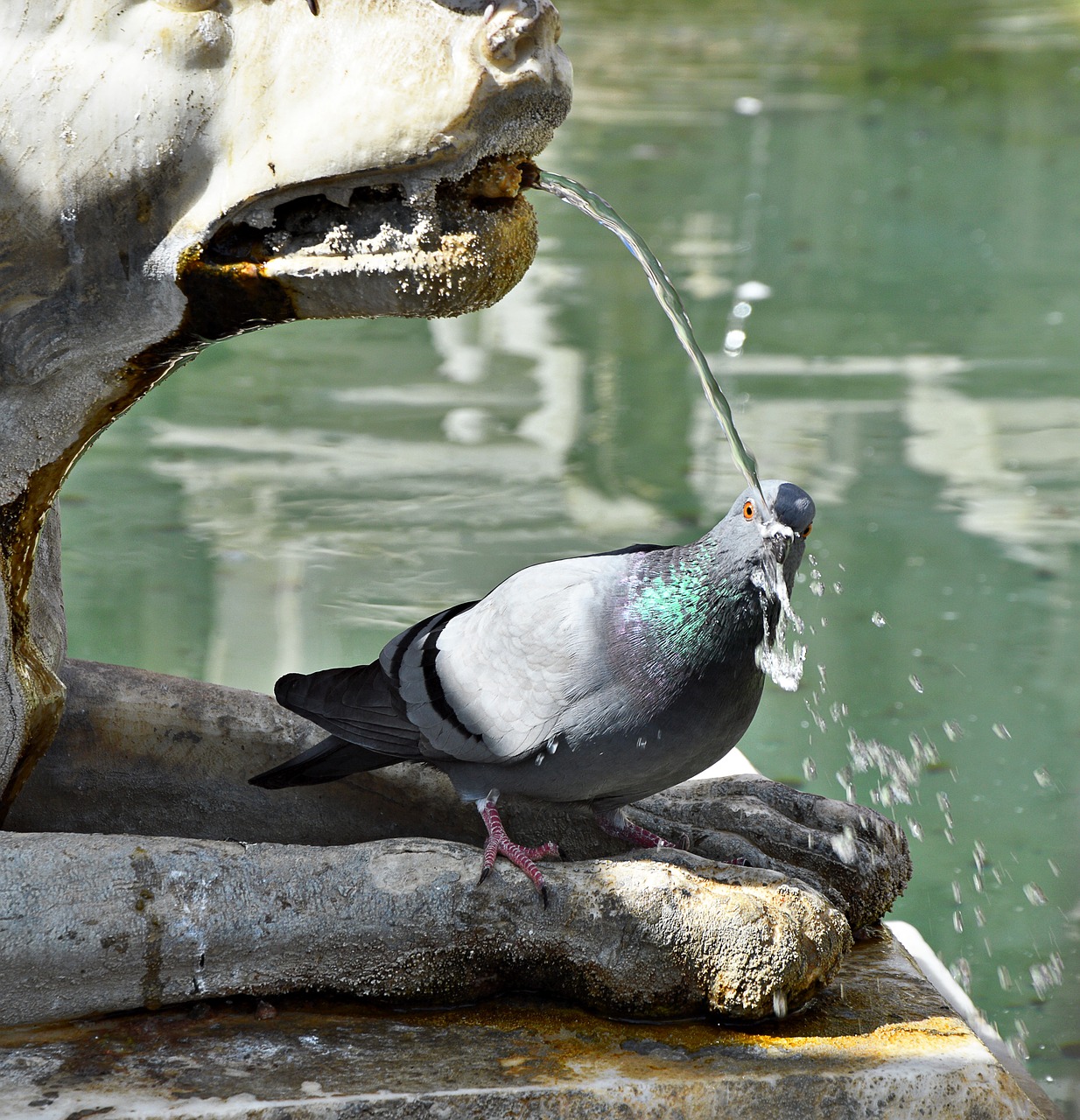 Image - dove drink fountain out