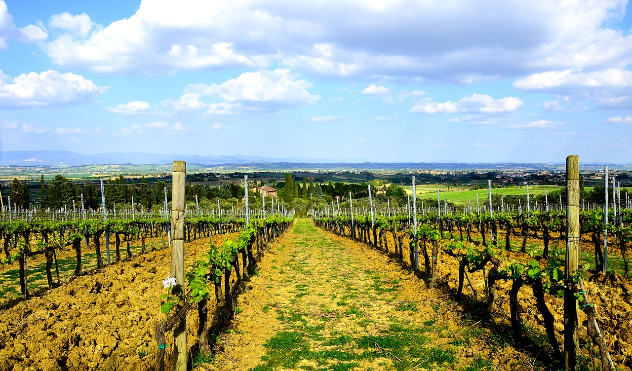 Image - tuscany winegrowing vine landscape