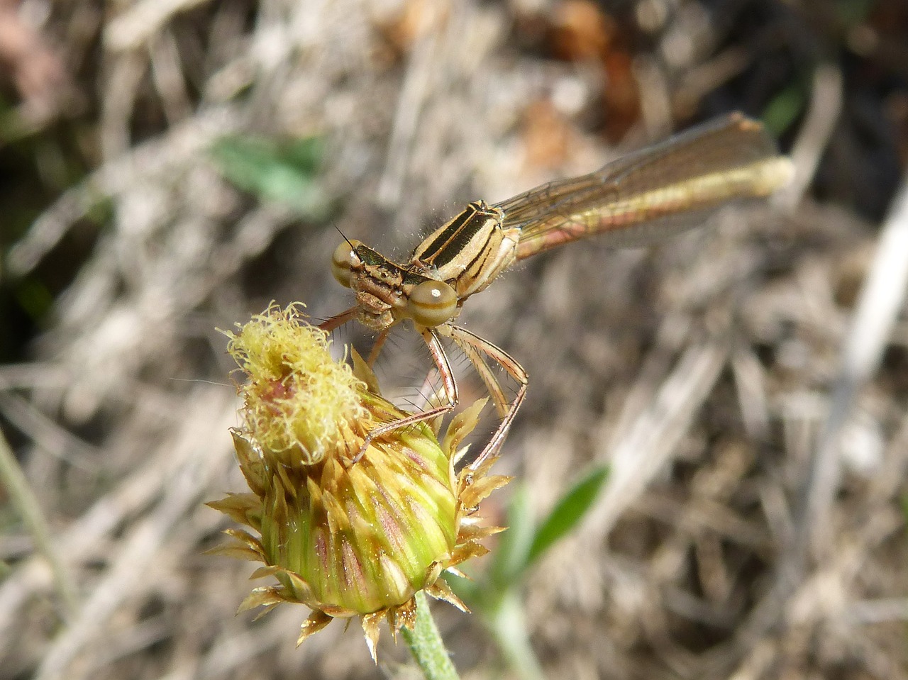 Image - dragonfly damselfly detail