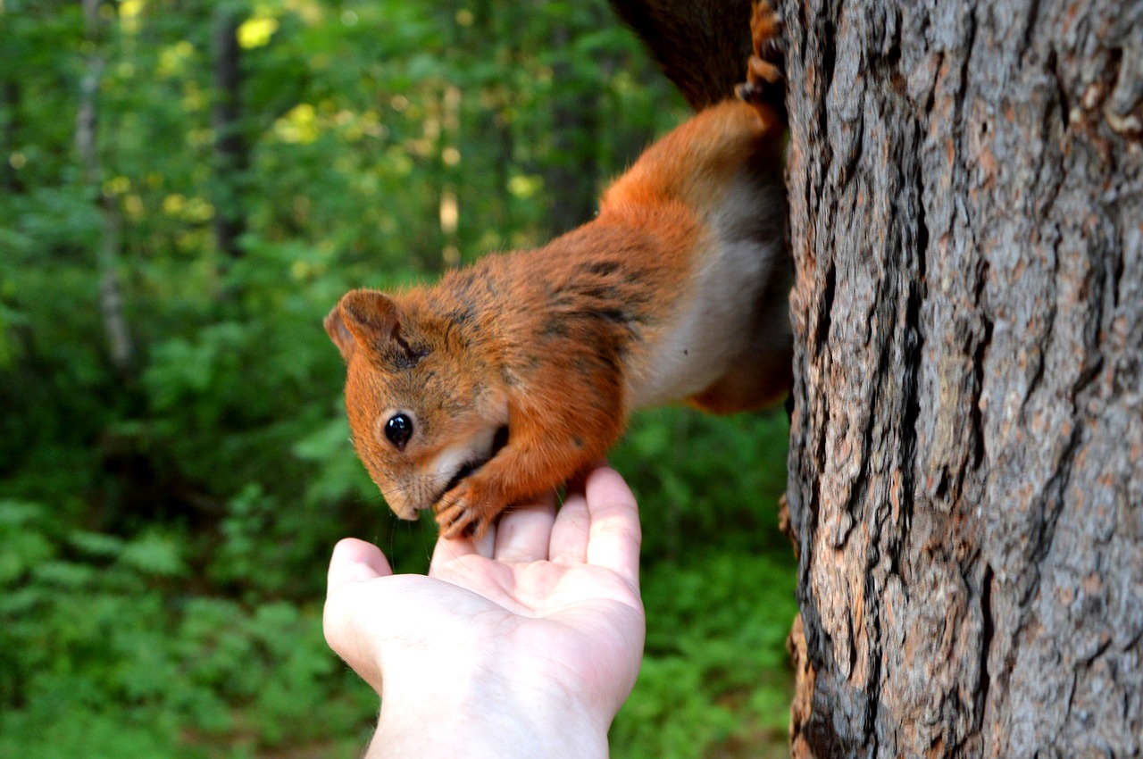 Image - squirrel forest forest animals