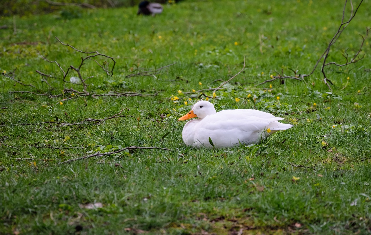 Image - duck white lying duck