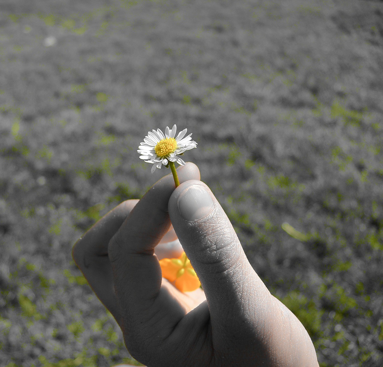 Image - daisy geese flower flower plant